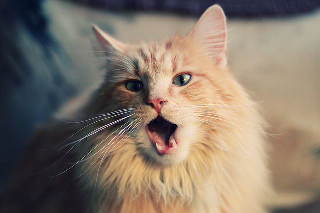 F1年度争冠焦点战与伊拉克足球奇迹，速度与坚韧的双重奏